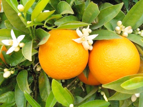 img-agripharma-5